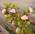 Solar Roses String Lights LED Artificial Flower Garlands Light With 8 Modes IP45 Waterproof Solar Powered Fairy String Lights Floral Garland - Image 3